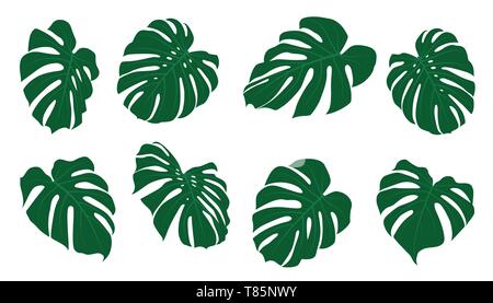 Set di monstera tropicali foglie. Illustrazione Vettoriale. Foglie esotiche isolato. Illustrazione Vettoriale