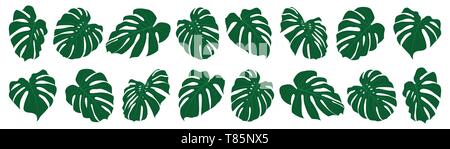 Set di monstera tropicali foglie. Illustrazione Vettoriale. Foglie esotiche isolato. Illustrazione Vettoriale