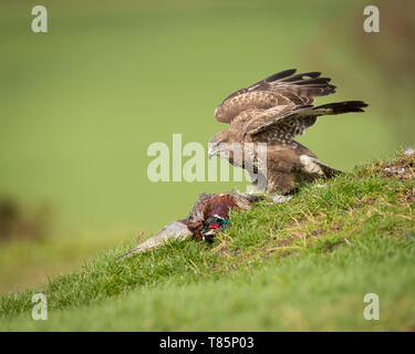 La poiana su una coperta di erba collina con un fagiano Foto Stock