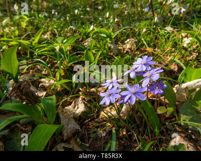 Una fioritura di hepatica comune (Anemone hepatica)in un bosco di latifoglie in primavera Foto Stock