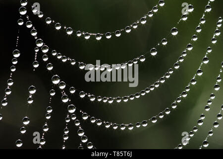 Close-up di gocce di acqua su una tela di ragno Foto Stock