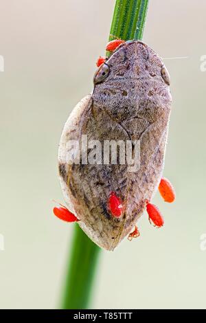 Parassiti acari rosso su una tramoggia di rana Foto Stock