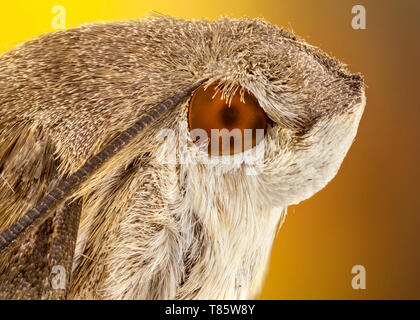 Hummingbird hawk moth Foto Stock