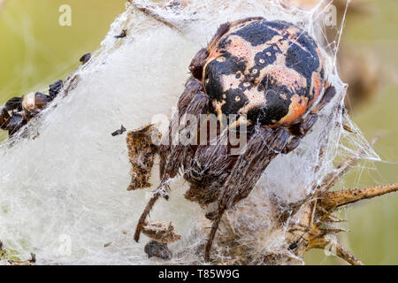 Orb weaver spider Foto Stock