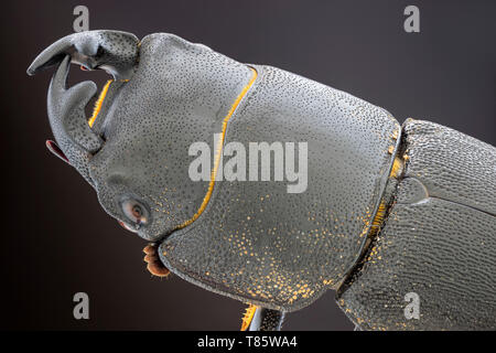 Minor stag beetle Foto Stock