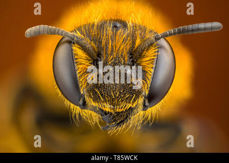 Zampe arancione solco bee Foto Stock