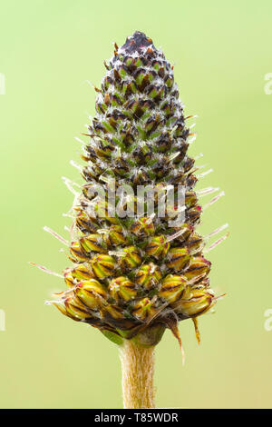 Ribwort piantaggine (Planzago lanceolata) seme head Foto Stock