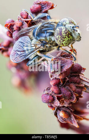 Occhio maculato hoverfly Foto Stock