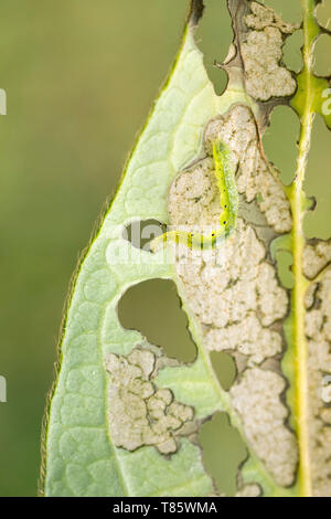 Argento y moth caterpillar Foto Stock