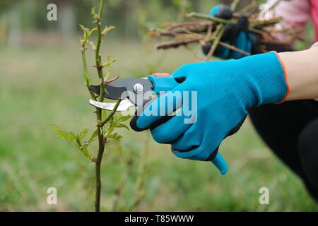 Primo piano della mano giardinieri in guanti protettivi con giardino potatore rendendo la molla la potatura di rose bush Foto Stock
