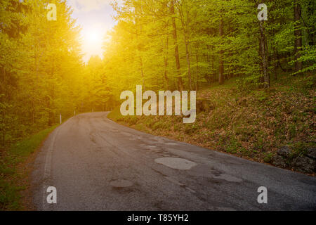 Strada nella foresta in primavera Foto Stock