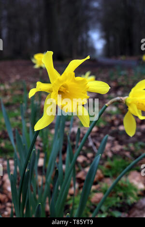 Yellow Daffodils crescendo in un parco Foto Stock