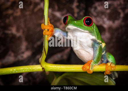 Con gli occhi rossi raganella in molto sostanziale pongono seduti su stelo di pianta Foto Stock