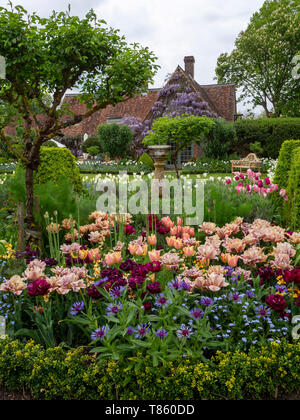 Chenies Manor Gardens ai primi di maggio con la Belle Epoque massa tulipani piantati con Antraciet tulipani e fogliame. Visualizzazione verticale con vecchi edifici. Foto Stock