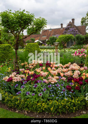 Chenies Manor Gardens ai primi di maggio con la Belle Epoque massa tulipani piantati con Antraciet tulipani e fogliame. Visualizzazione verticale con vecchi edifici. Foto Stock