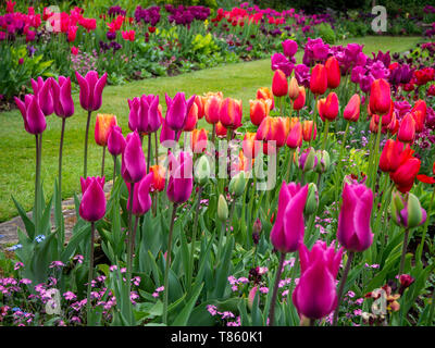Chenies Manor Gardens all inizio di maggio pranzo con vibrante rosa, viola e albicocca tulipani colorati; un ben curato giardino nel Buckinghamshire. Foto Stock