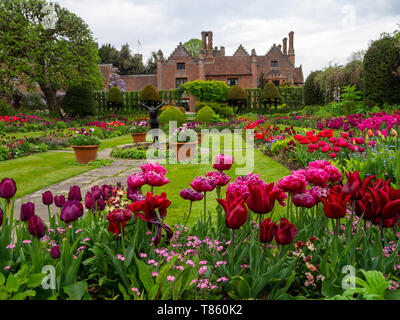 Chenies Manor House e Giardini ai primi di maggio; il sunken garden pranzo con vibrante viola, rosso e rosa tulipani con il laghetto ornamentale e di scultura, Foto Stock