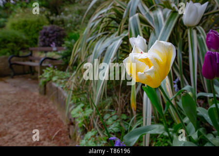 Close up di tulipani in Denzell House e giardini, Dunham Rd, Bowdon, Trafford, Greater Manchester Foto Stock