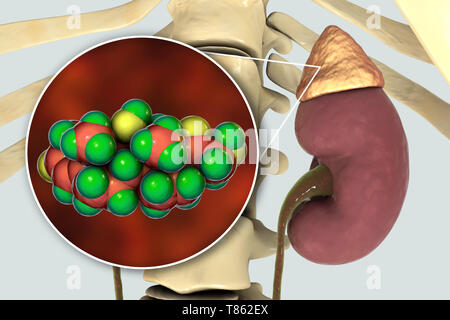 Ormone molecola di cortisolo e alla ghiandola surrenale, illustrazione Foto Stock