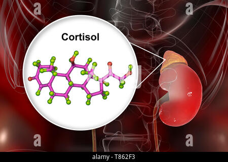 Ormone molecola di cortisolo e alla ghiandola surrenale, illustrazione Foto Stock