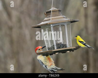 Maschio rosso Picchio panciuto mostra rossastro e ventre giallo americano maschio Cardellino su un alimentatore a Toronto Foto Stock