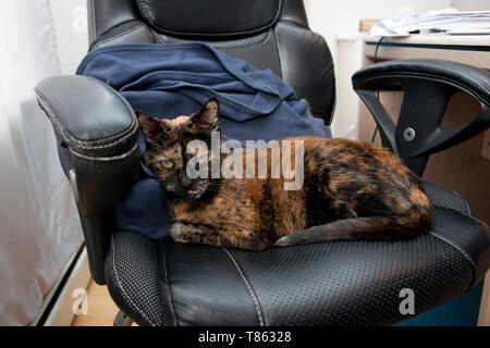 Cat ha fatto di se stesso a casa in ufficio Foto Stock