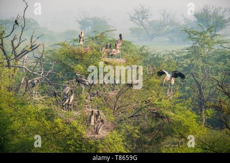 India Rajasthan, Bharatpur, Parco Nazionale di Keoladeo (o di Keoladeo Ghana Parco Nazionale), un sito Patrimonio Mondiale dell'UNESCO, è la casa di circa 230 specie di uccelli, dipinte cicogne (Mycteria leucocephala) Foto Stock