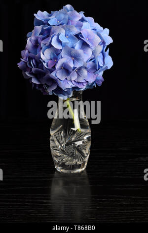 Grappolo di fiori di ortensie blu in vetro cristallo nero su tavola in legno di quercia Foto Stock