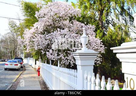 Magnolia in piena fioritura Foto Stock