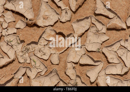 Fango incrinato nel deserto cercando come pezzi di ceramica in Oman nel medio oriente. Piastrelle rotte di fango dopo un allagamento mostra sfondo creative design. Foto Stock