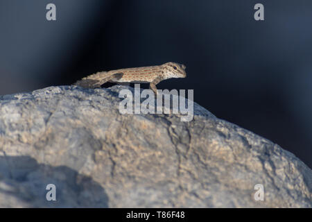 Una roccia semaforo Gecko (Pristurus rupestris) su di una roccia al sole di sera a Ras al Khaimah Emirati Arabi Uniti. Foto Stock