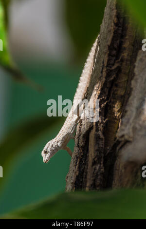 Una roccia semaforo Gecko (Pristurus rupestris) su un albero in la scintillante Sun a Ras al Khaimah Emirati Arabi Uniti. Foto Stock