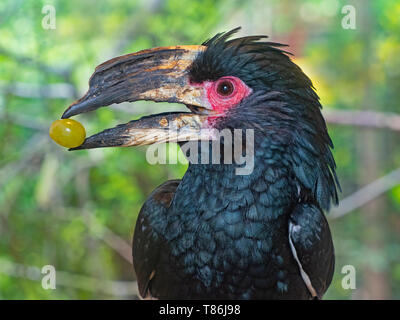 Trumpeter Hornbill Bycanistes bucinator (prigioniero) Foto Stock