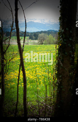 Scheidegg, Germania - 24 Aprile 2019: Primavera prato con il tarassaco e le Alpi all'orizzonte. Vista panoramica di splendidi prati e la fioritura di tarassaco th Foto Stock