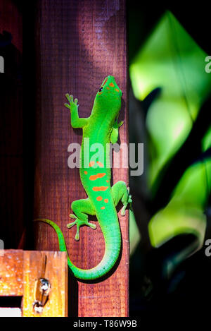 Un bel verde geco animale a Isola di Reunion Foto Stock