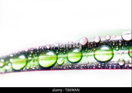 Gocce di acqua su una foglia di rosso refilato Dracaena. Immagine macro di pioggia naturale, gocce di rugiada. Il giardinaggio, acqua fresca, concetto ambientale Foto Stock