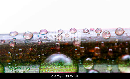 Gocce di acqua su una foglia di rosso refilato Dracaena. Immagine macro di pioggia naturale, gocce di rugiada. Il giardinaggio, acqua fresca, concetto ambientale Foto Stock