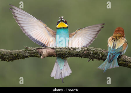 Meraviglioso lo sbarco di unione bee eater (Merops apiaster) Foto Stock