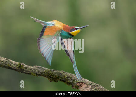 Indimenticabile shot, European bee eater in volo (Merops apiaster) Foto Stock