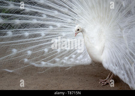 Pavone bianco con piume esteso Foto Stock