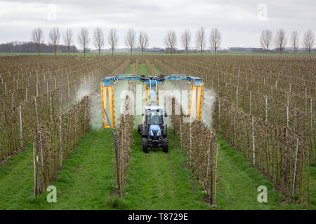 ASPEREN, Paesi Bassi - 31 Marzo 2019: Moderna spruzzatore per frutteto la spruzzatura di insetticidi o fungicidi sui suoi alberi di mele. Foto Stock