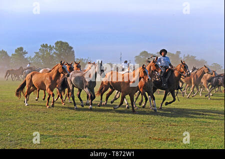 San Antonio de Areco/ Argentina: Gaucho con un tropilla (cavallo gruppo) al Fiesta de la tradicion Foto Stock