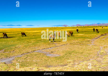 Llamas pascolare nel campo sulla riva del Salar de Uyuni presso il villaggio di Coqueza in Bolivia Foto Stock