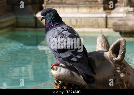 Pigeon su un tubo di lancio della Fonte Gaia, Piazza del Campo a Siena Foto Stock