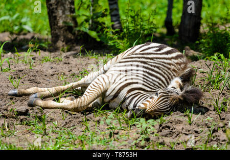 Zebra puledro giacente a terra al sole Foto Stock