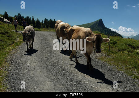 Tornando a casa; Swiss brown vacche su Alp Palfries, Alpi Svizzere Foto Stock