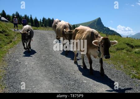 Tornando a casa; Swiss brown vacche su Alp Palfries, Alpi Svizzere Foto Stock