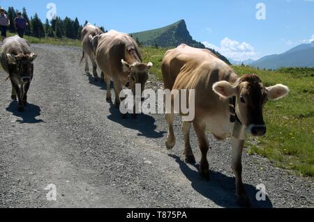 Tornando a casa; Swiss brown vacche su Alp Palfries, Alpi Svizzere Foto Stock