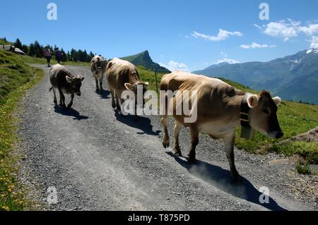 Tornando a casa; Swiss brown vacche su Alp Palfries, Alpi Svizzere Foto Stock