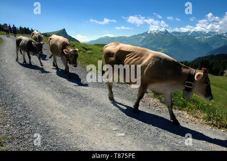 Tornando a casa; Swiss brown vacche su Alp Palfries, Alpi Svizzere Foto Stock